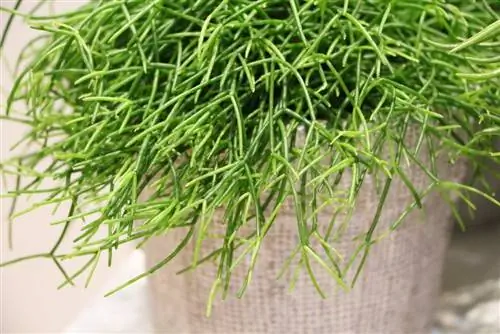 Rhipsalis cassutha: এটা কি বিষাক্ত? যত্ন এবং প্রচারের জন্য নির্দেশাবলী