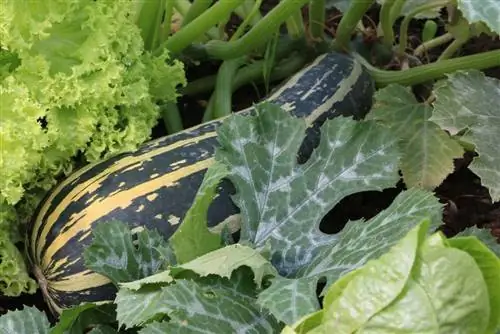 Raccogliere correttamente le zucchine - tempo di raccolta + Puoi tagliare le foglie?