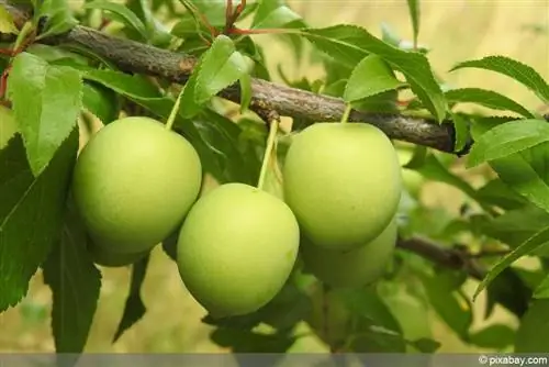 Süs eriği - kiraz eriği - Prunus cerasifera - myrobalane - kan eriği