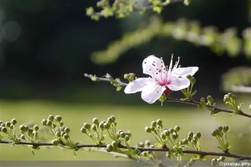 Süs eriği - kiraz eriği - Prunus cerasifera - myrobalane - kan eriği