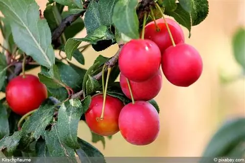 Sierpruim van A-Z: Versorging en sny van die sierpruimboom