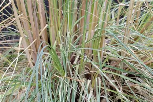 หญ้าแพมพัส - Cortaderia selloana