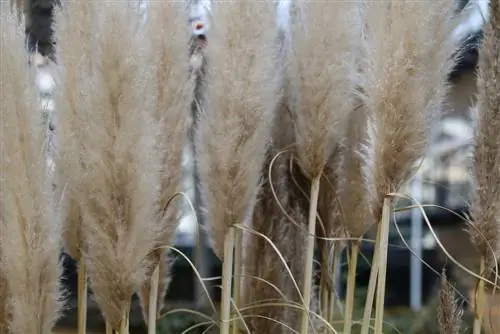 የፓምፓስ ሣር - Cortaderia selloana