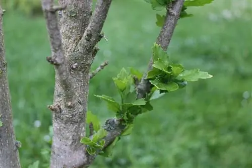 El malvavisco de jardín / el hibisco no florece - causas + cuidados especiales