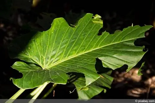 Alocasia - Olifantoor - Alocasia