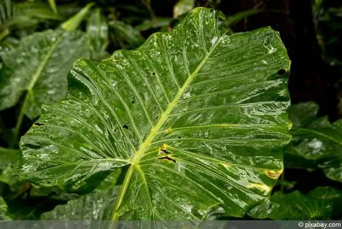 Alocasia - Orelha de Elefante - Alocasia