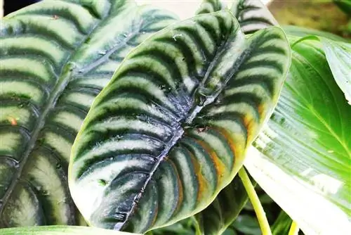 Alocasia, Elephant Ear - sarı yarpaqlara qulluq və kömək