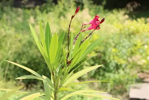 Oleander blomstrer ikke - knopper åbner sig ikke - hvad skal man gøre?