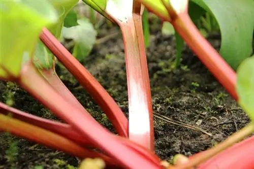 รูบาร์บ - Rheum rhabarbarum