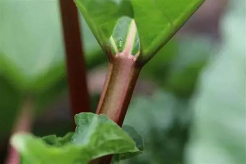 Rhubarb budaqları