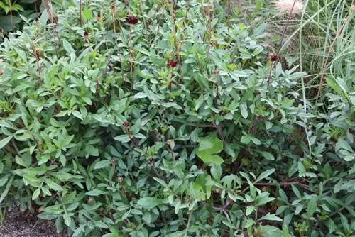 Chocolate cosmos - Cosmos atrosanguineus shrub