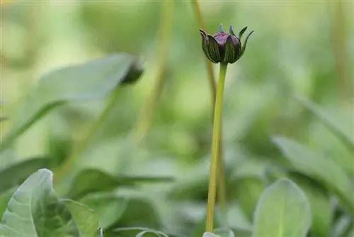 Chocolate cosmos - Cosmos atrosanguineus - bud