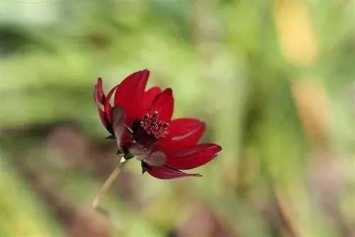 Şokolad kosmosu - Cosmos atrosanguineus