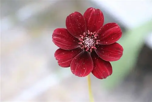 Cosmos me çokollatë (Cosmos atrosanguineus) - kujdes dhe dimërim