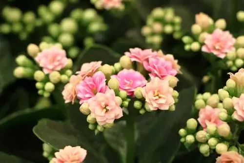 goreča mačka - Kalanchoe