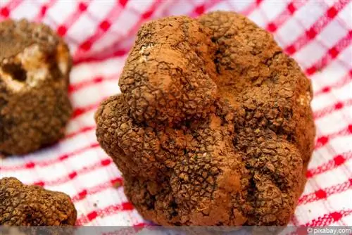 আপনার নিজের truffles বৃদ্ধি