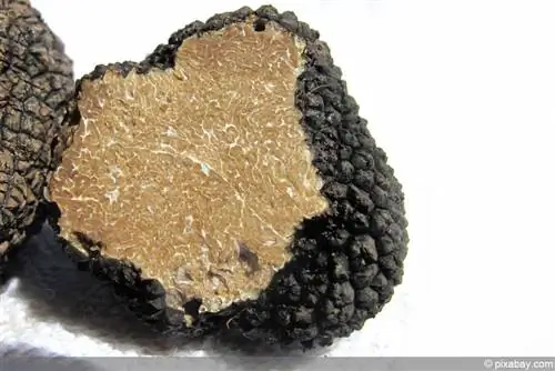 የራስዎን truffles ያሳድጉ