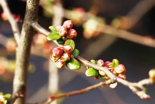 Süs ayvası - Chaenomeles