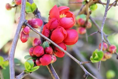 Süs ayvası - Chaenomeles