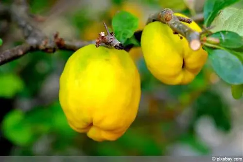 Frutto di mela cotogna