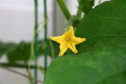 Cucumbers