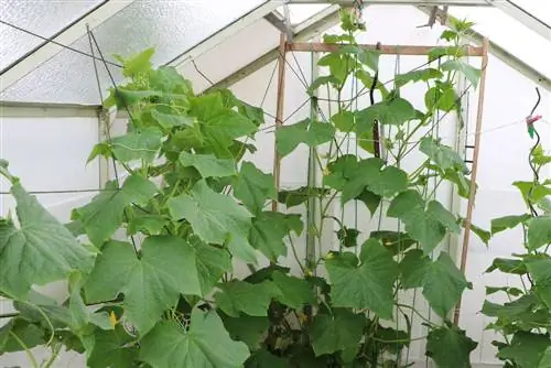 Cucumbers: Growing snake cucumbers in the greenhouse/outdoors