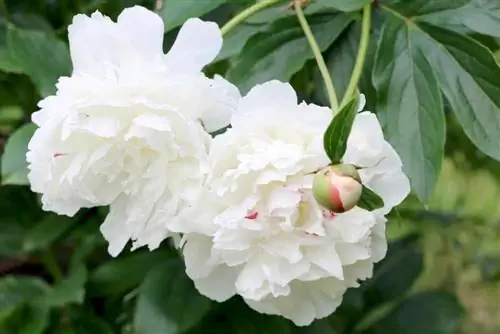 Les pivoines ne fleurissent pas : c'est ainsi que l'on obtient des fleurs luxuriantes