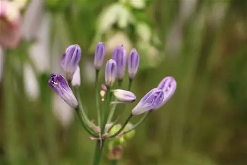 Flor del amor - Lirio africano - Agapanthus