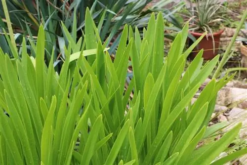 Rakkauskukka - Afrikkalainen lilja - Agapanthus