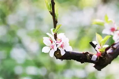 Prunus tomentosa