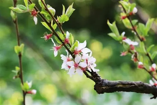 Prunus tomentosa