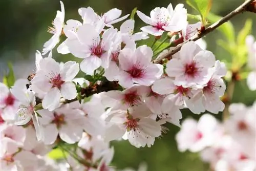 Columnar cherry Prunus serrulata 'Amanogawa' - Խնամք & Կտրում