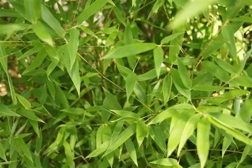 Bamboo as a privacy screen: this is how you attach a bamboo fence