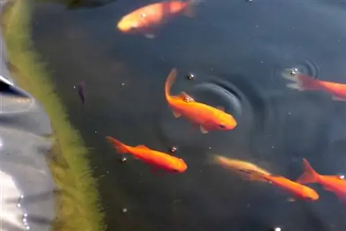 Ikabit ang gilid ng pond: ganito ang pananatili ng pond liner sa pond bank