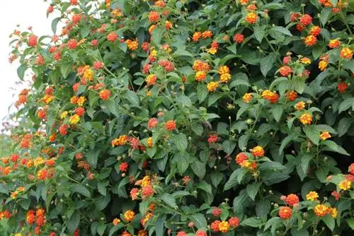 Lantana camara - грижи