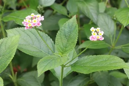 Lantana camara - pangangalaga