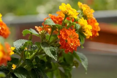 Lantana camara - cuidado