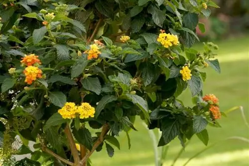 Lantana camara - hoito