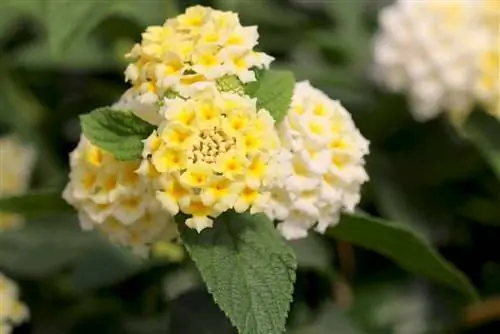 Lantana, Lantana camara - qhov chaw, saib xyuas thiab nthuav tawm