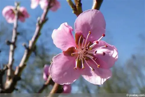 Namumulaklak ang nectarine