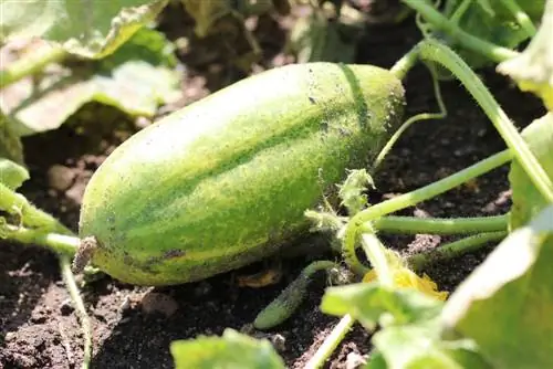 pepino encurtido