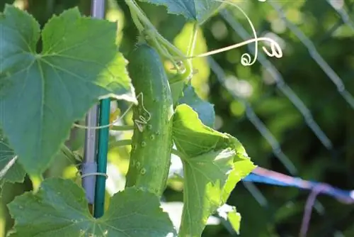 Pickling cucumbers: lus qhia txog kev cog qoob loo, sau thiab daim ntawv qhia rau pickling