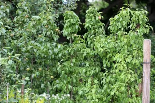 Protezione degli alberi da frutto: protezione contro la brucatura selvaggia sugli alberi da frutto