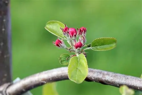 Jablko - Malus - Květ