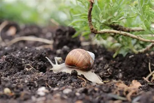 Weg met slakken in de tuin - 9 effectieve huismiddeltjes