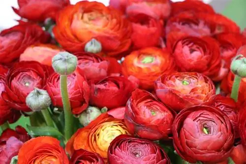 Plantning af ranunculus - dyrkning og pleje fra A-Z