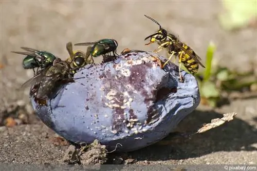 Wespenwerend middel in de tuin - 5 huismiddeltjes waarmee je met een gerust hart kunt eten