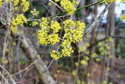 Korneolikirsikka - Cornus mas