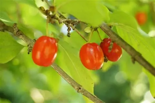 Cortar cerezas de cornalina - Instrucciones - Arbusto tirolés, Cornus mas