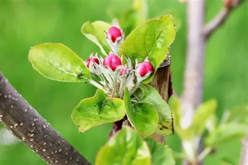 Floare de măr - Mmalus